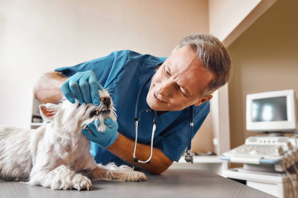 Grosse Pointe Park, MI Emergency Dentist Pros